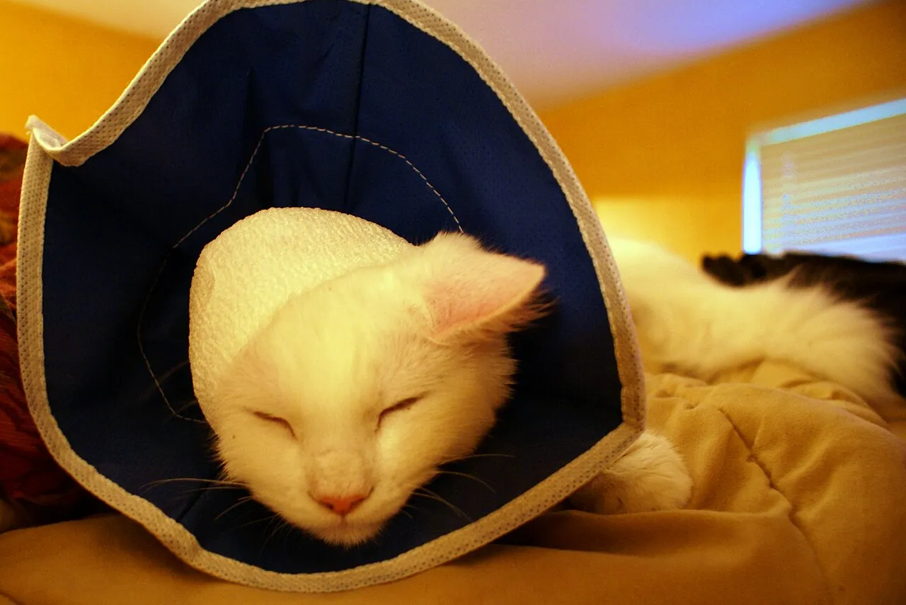 Esterilización de gatos: edad, beneficios y precios en México