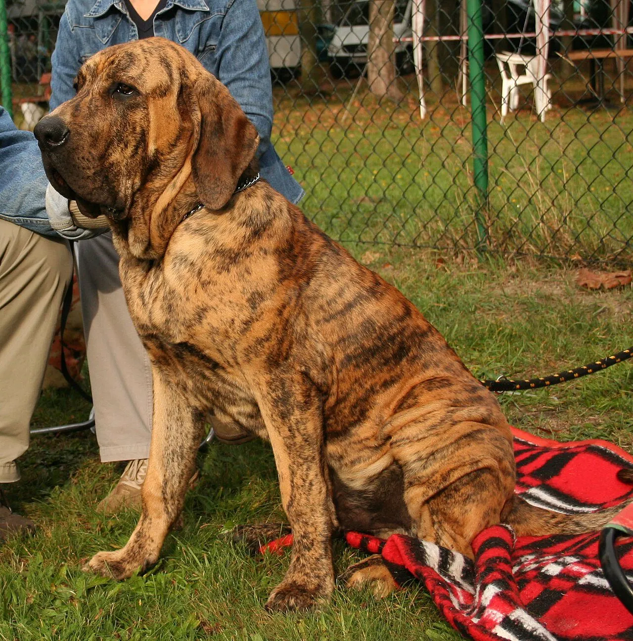 Foto de Fila Brasileiro