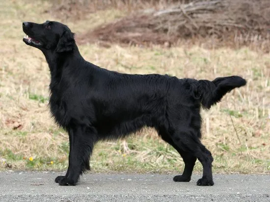 Foto de Flat-Coated Retriever
