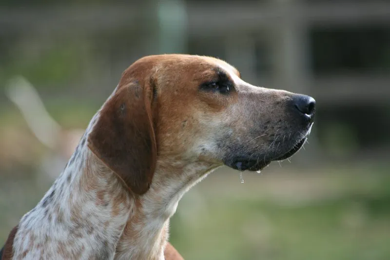 Foto de Foxhound Inglés