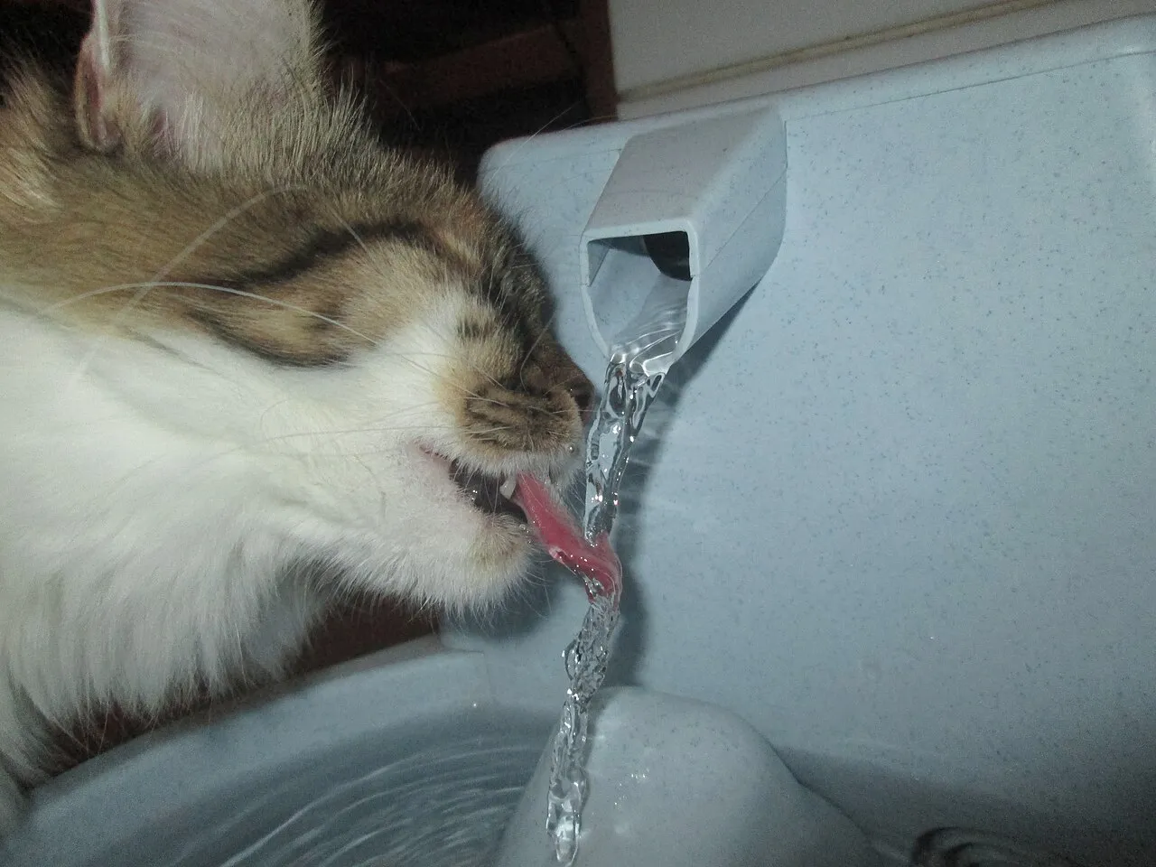 Fuente de agua para gatos: ¿vale la pena?