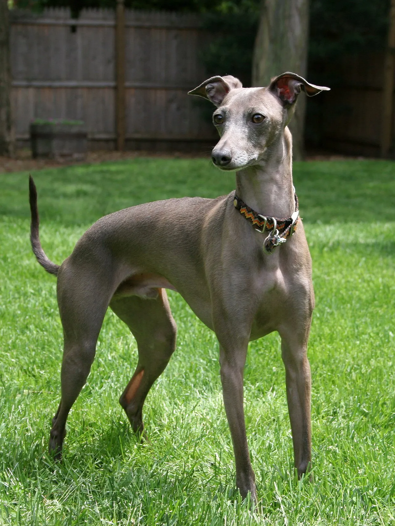 Foto de Galgo Italiano