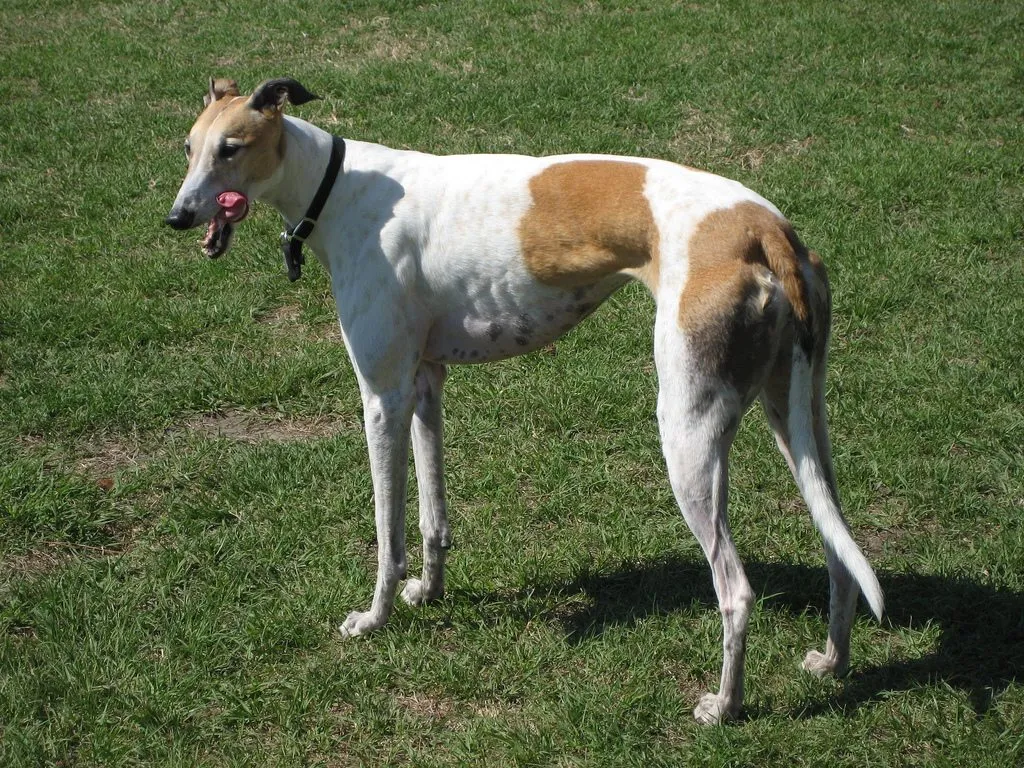 Foto de Galgo