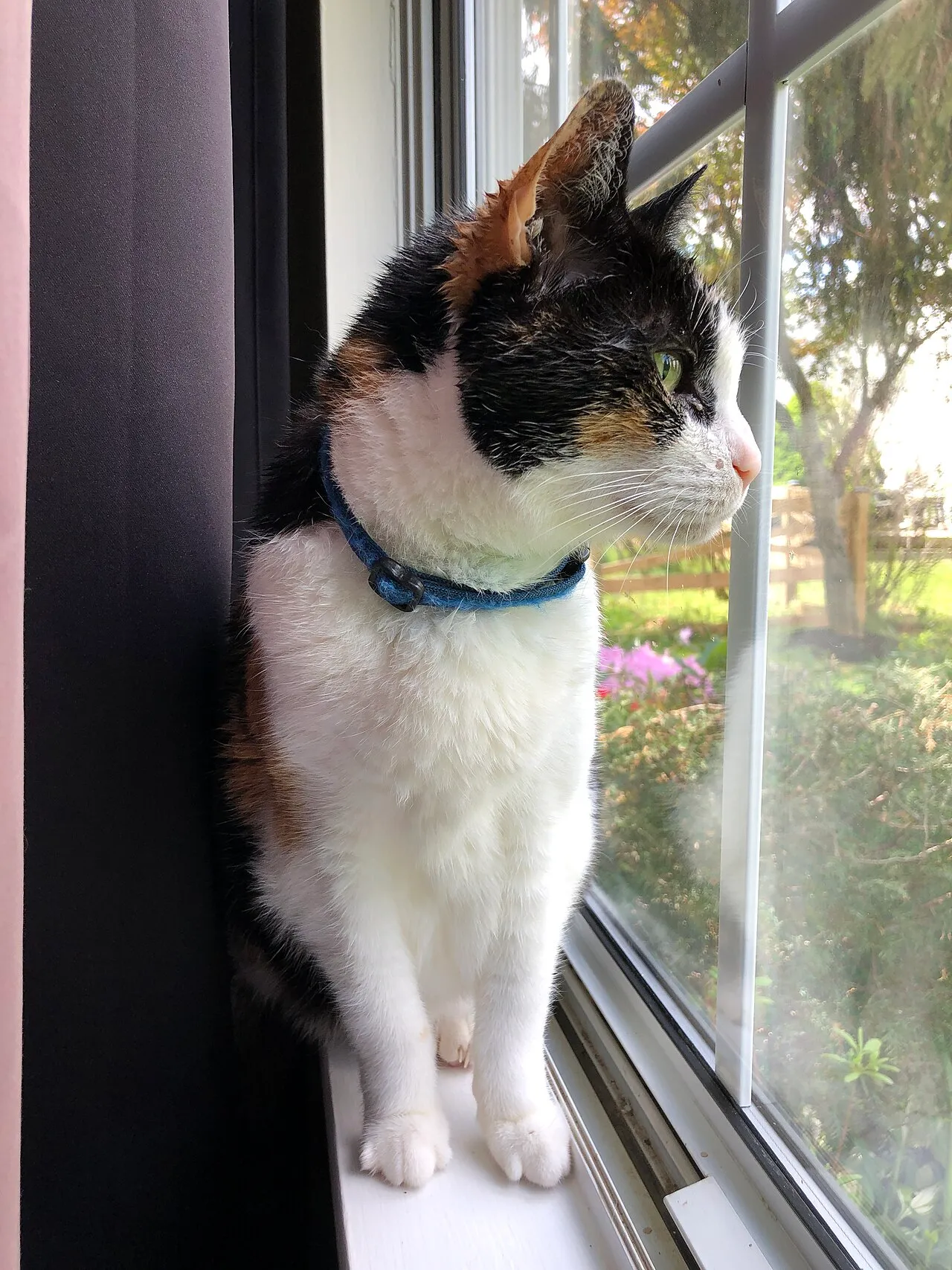 Tener un gato en departamento: guía completa
