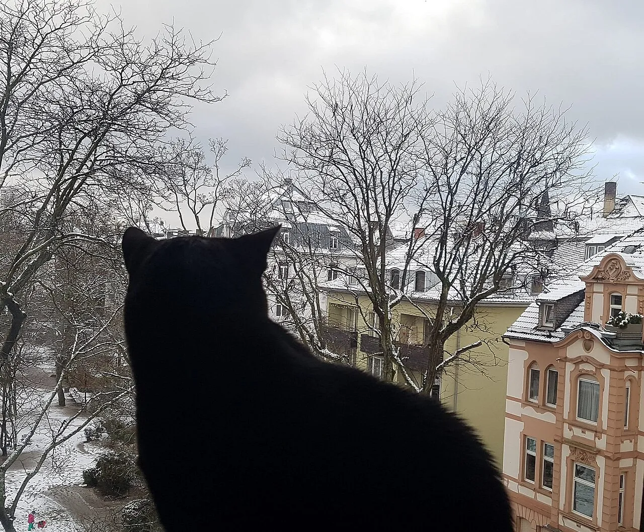 ¿Cuánto tiempo puede estar un gato solo en casa?