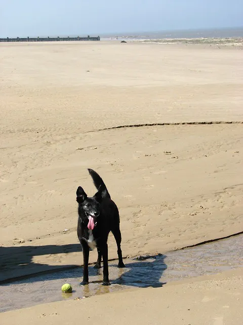 Perro jadeando refresca sus patas en el agua de la playa