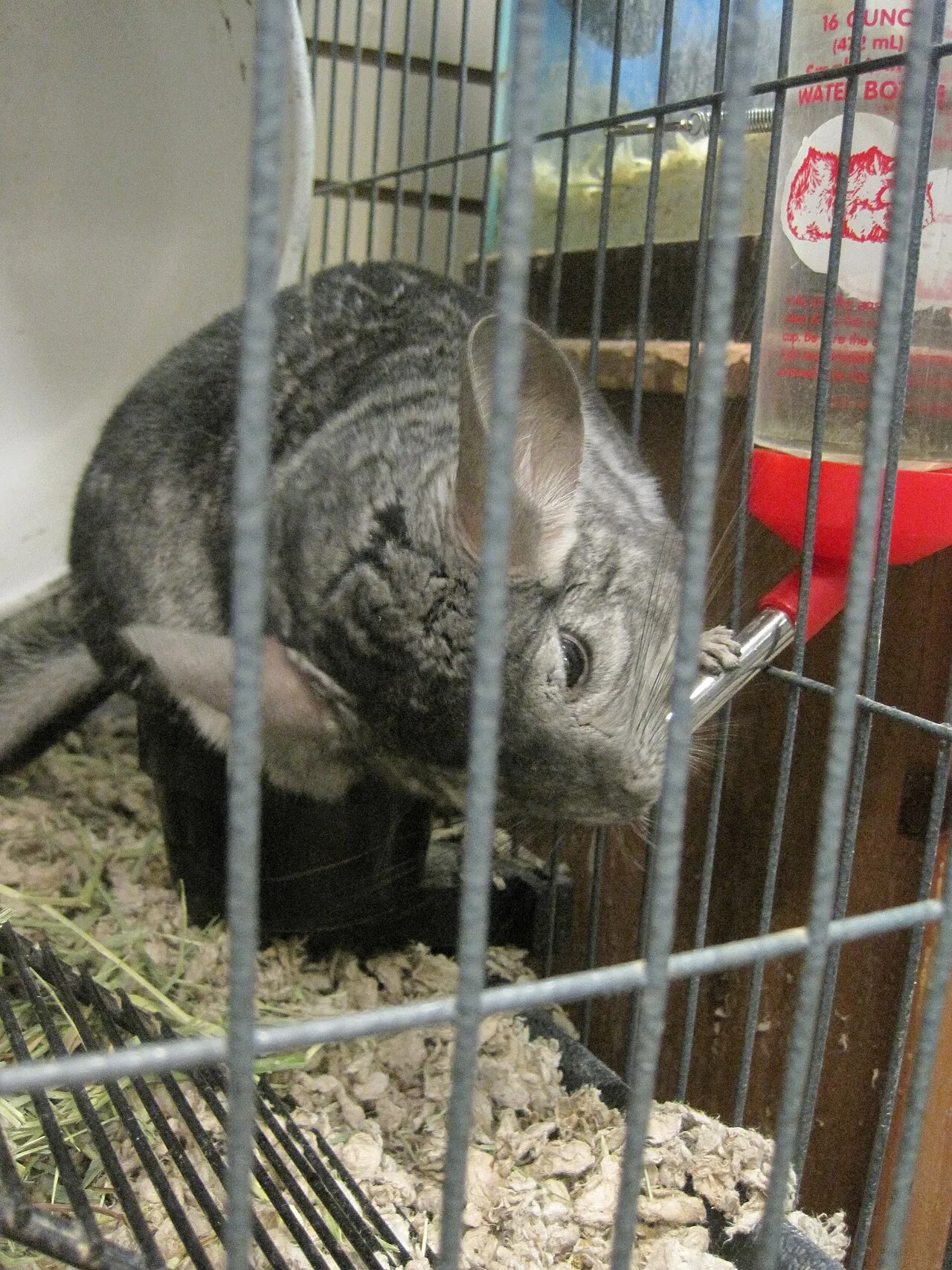 Golpe de calor en conejos, cuyos y chinchillas