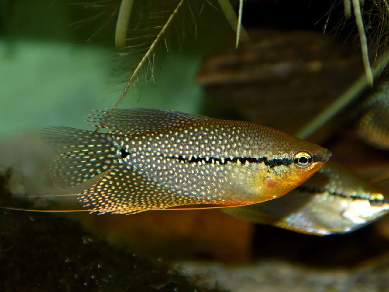 Foto de Gourami