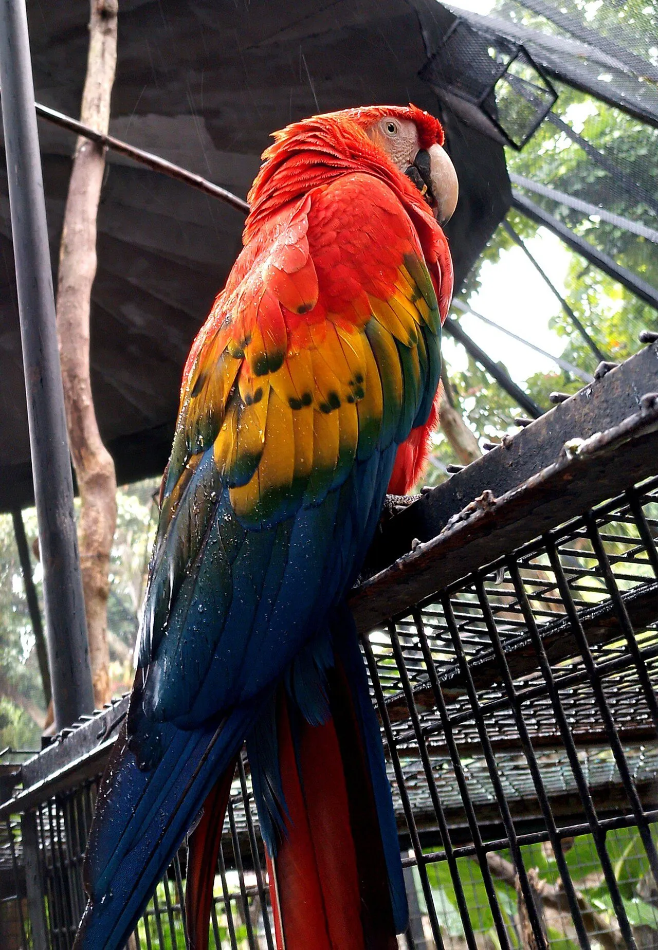 Foto de Guacamaya