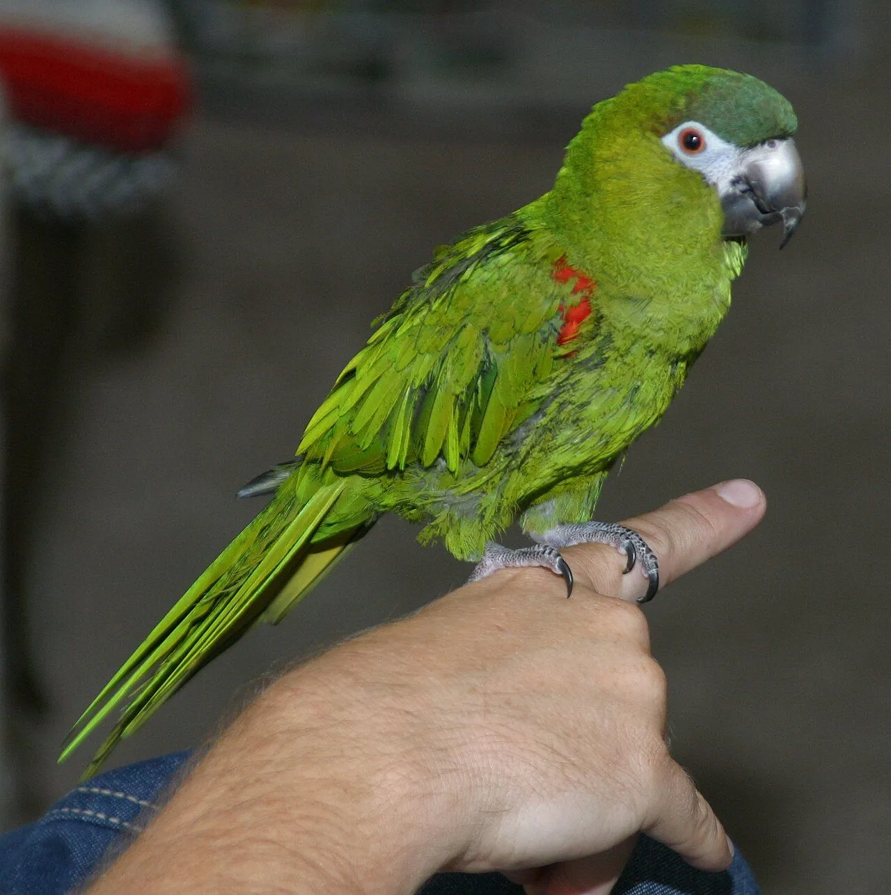 Foto de Guacamayo Enano (Maracaná Noble)