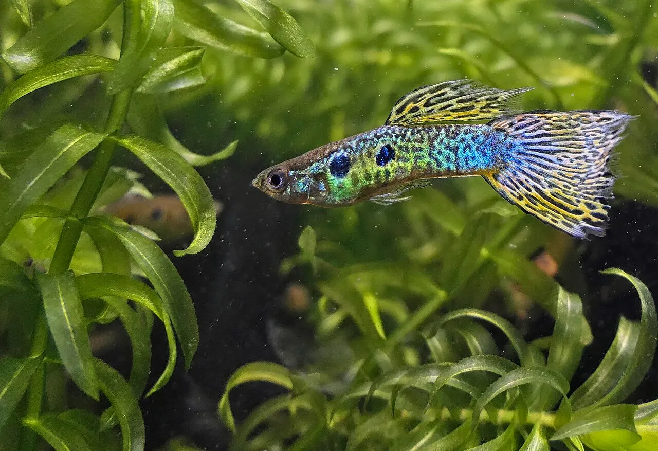 Foto de Guppy