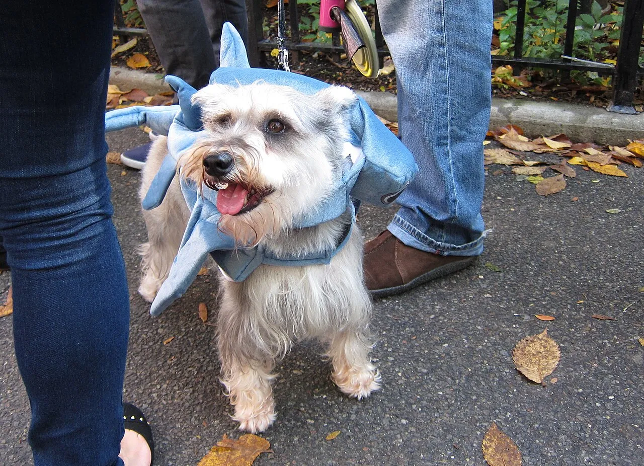 Halloween con tu mascota: disfraces sin estrés y dulces peligrosos