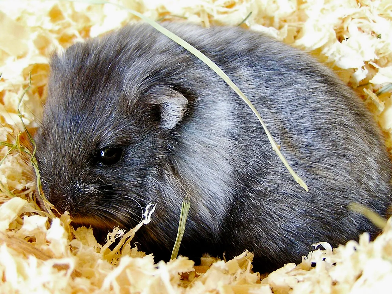Foto de Hámster Ruso Enano