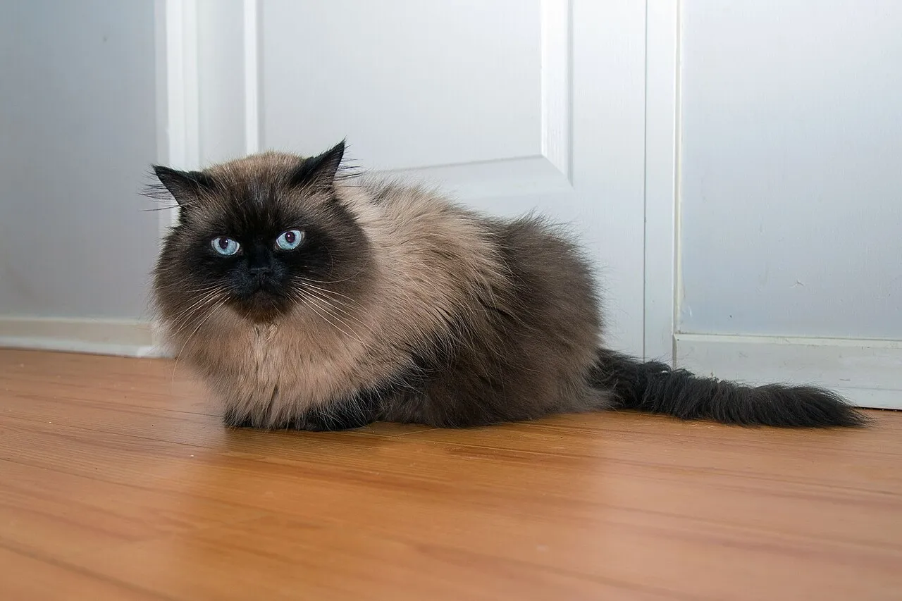 Foto de Himalayo