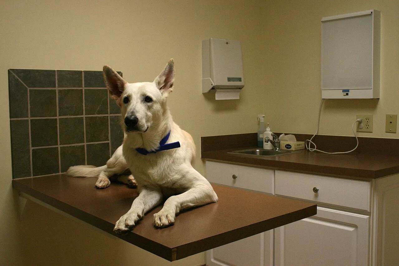 Necesito veterinaria 24 horas