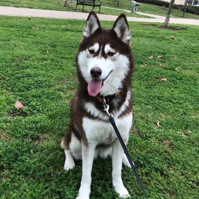 Foto de Husky Siberiano