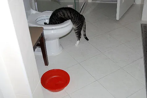 Gato adulto bebiendo agua para mantenerse hidratado y cuidar sus riñones