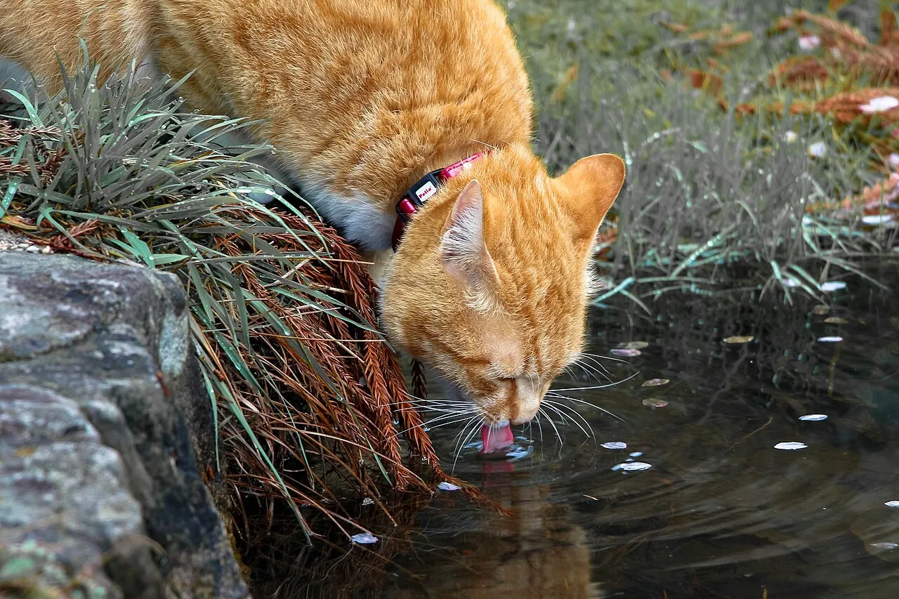 Insuficiencia renal en gatos: síntomas y qué esperar