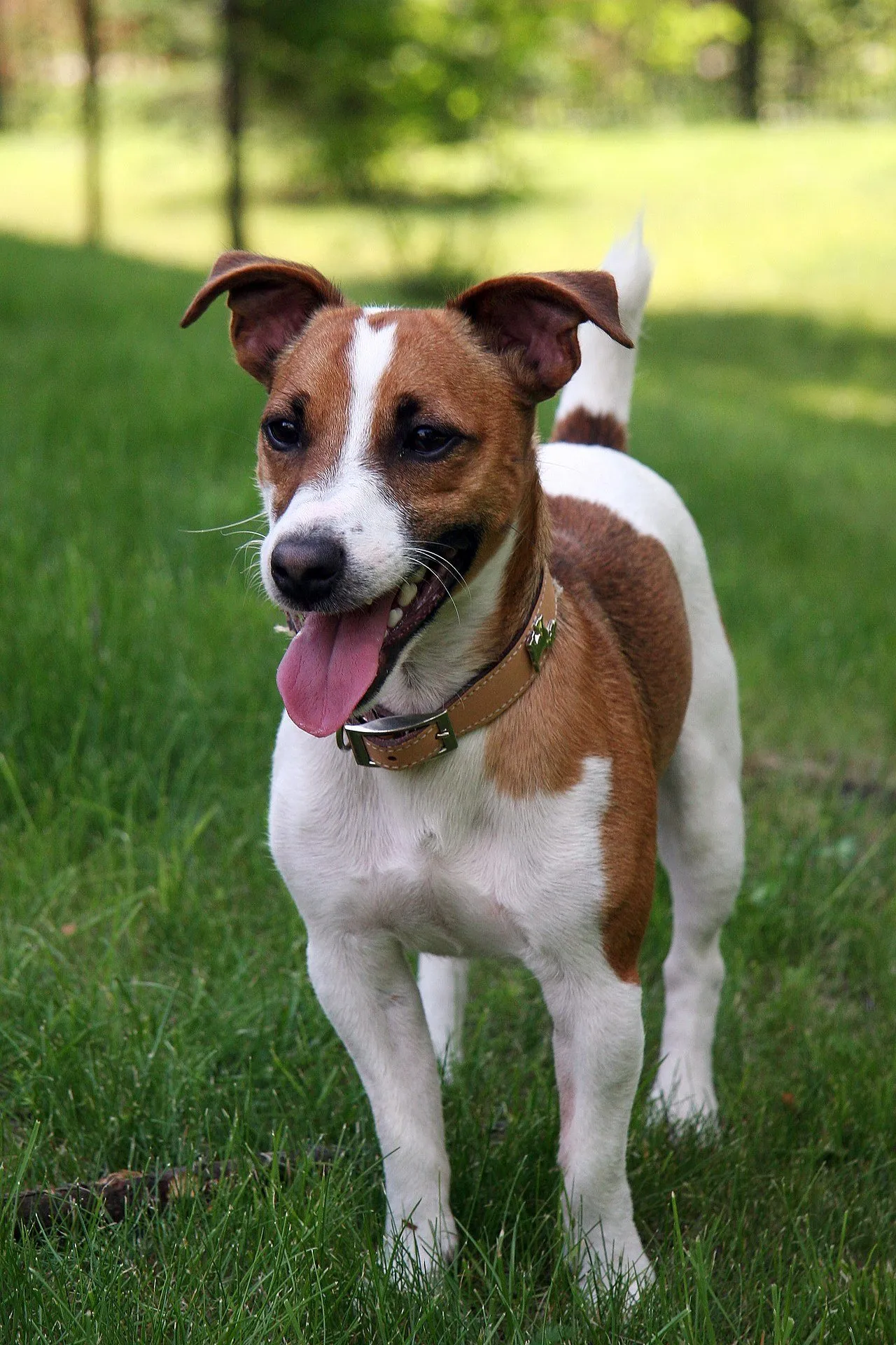 Foto de Jack Russell Terrier