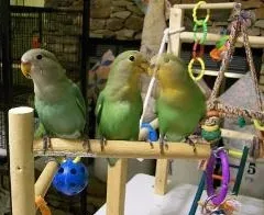 Tres agapornis posados en un soporte junto a juguetes de colores y aros