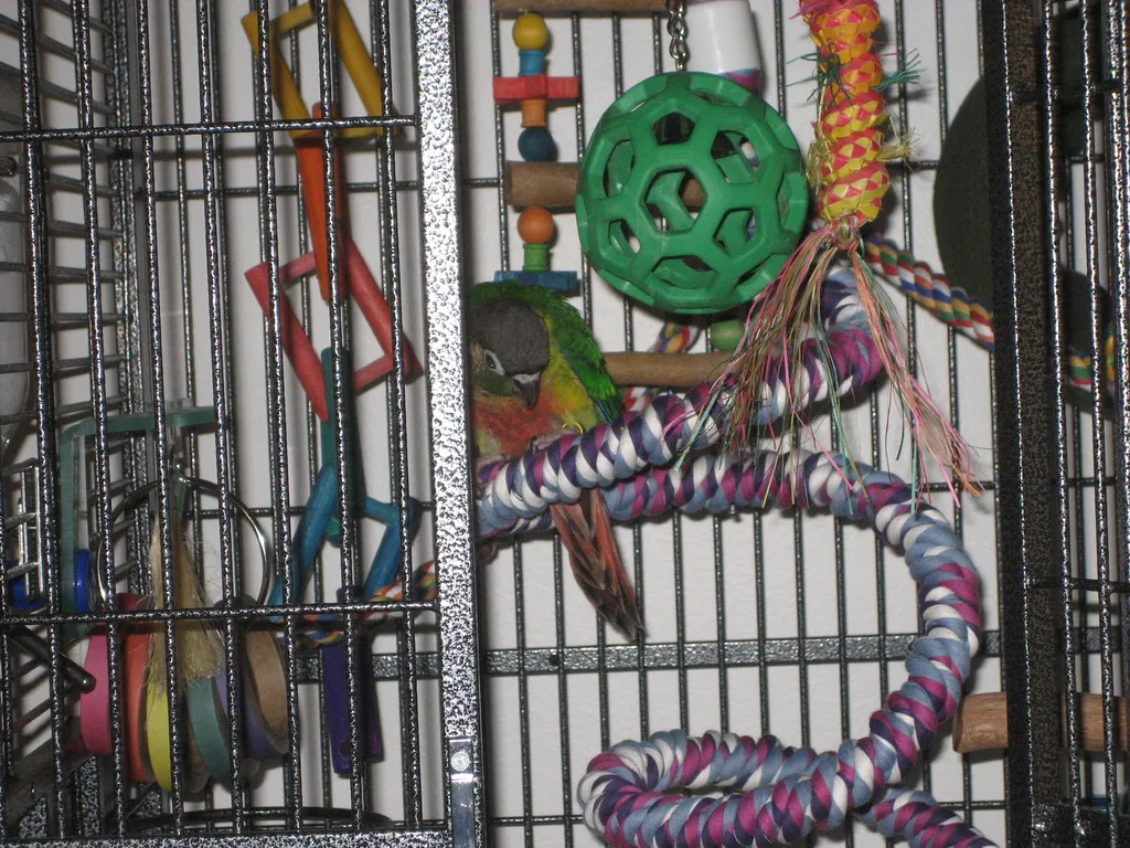 Juguetes y accesorios para aves: qué comprar y qué evitar