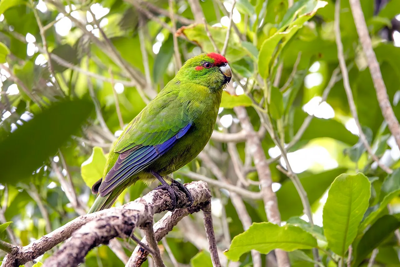 Foto de Kakariki (Perico Maorí)