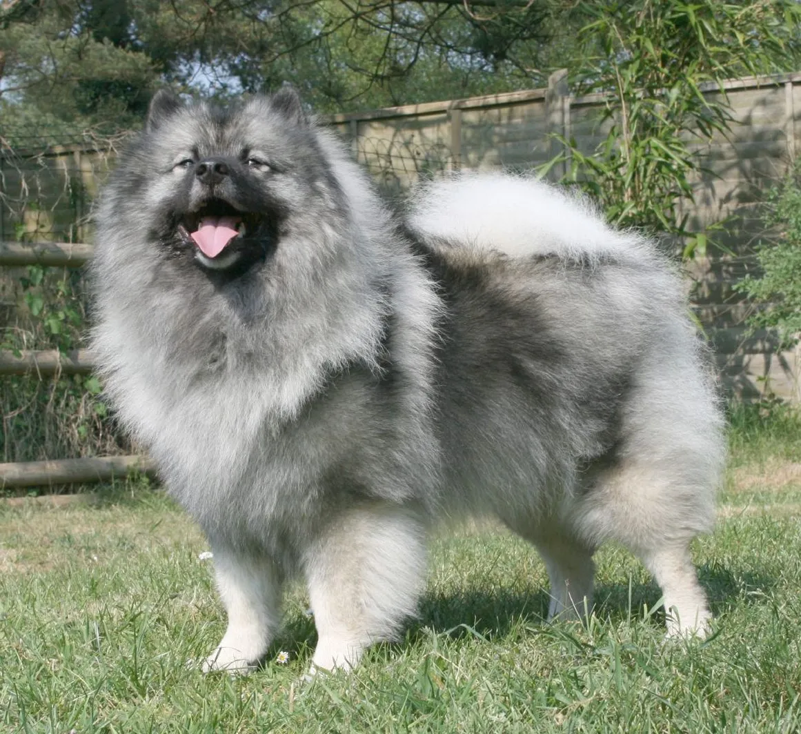 Foto de Keeshond