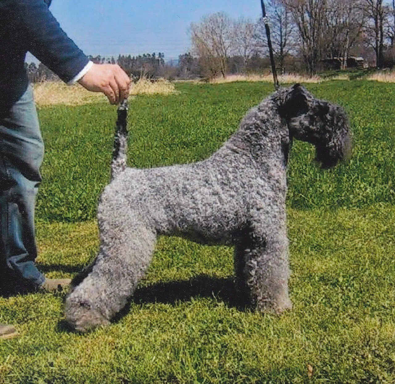 Foto de Kerry Blue Terrier