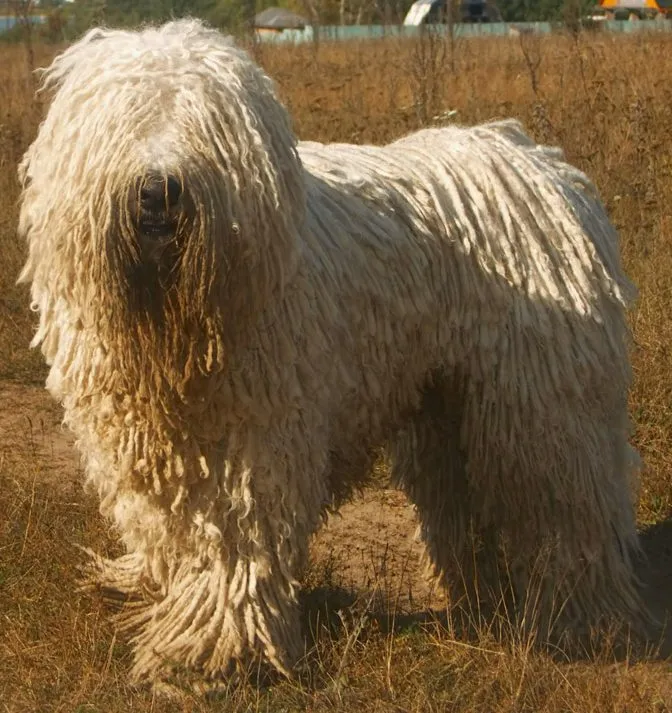Foto de Komondor