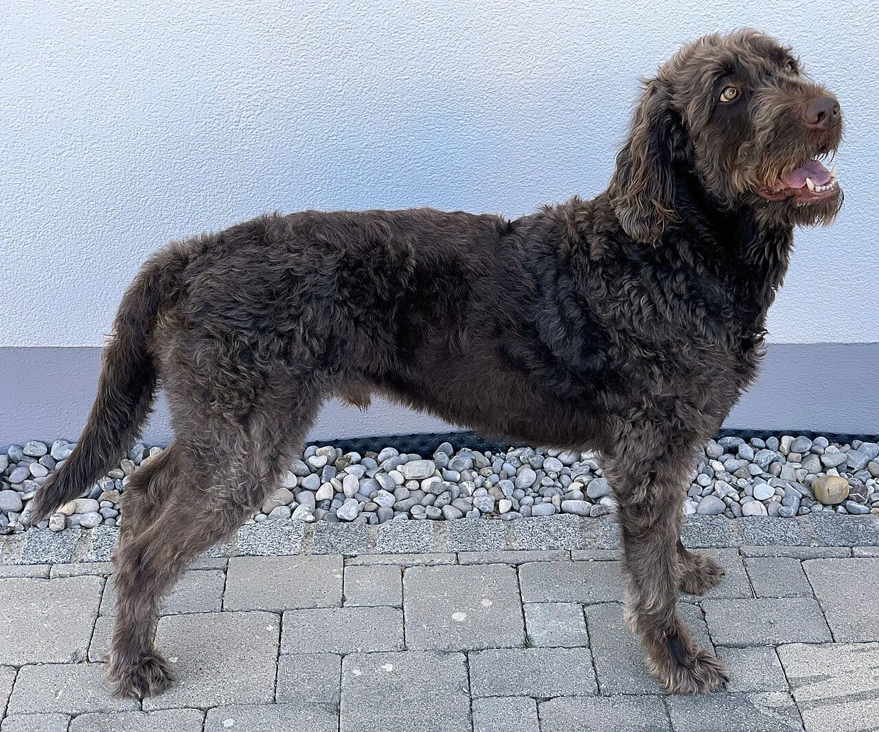 Foto de Labradoodle