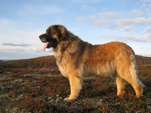 Foto de Leonberger