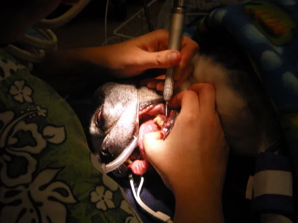 Veterinario realiza una limpieza dental profunda a un perro sedado en la clínica