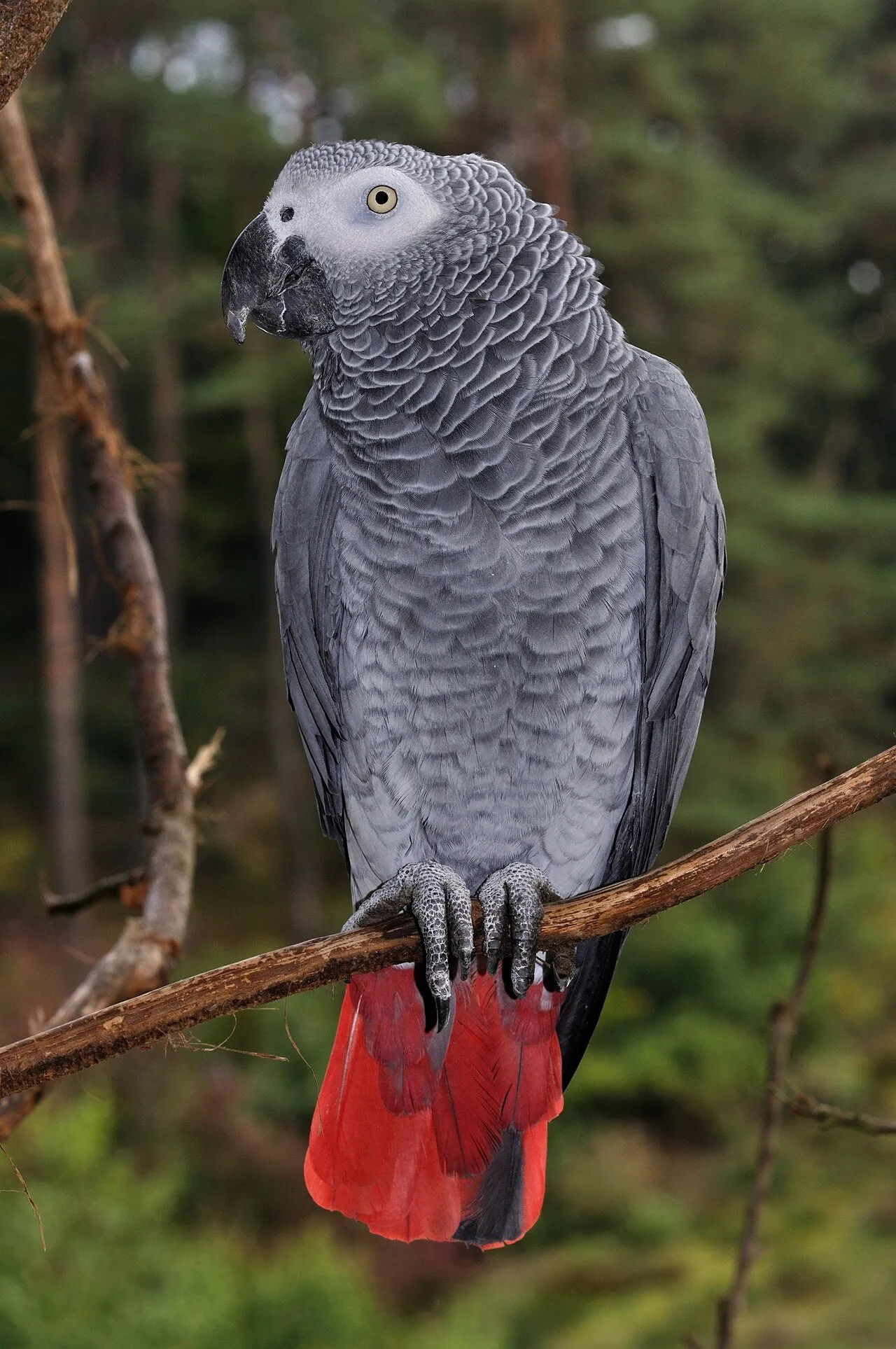Foto de Loro Gris Africano (Yaco)