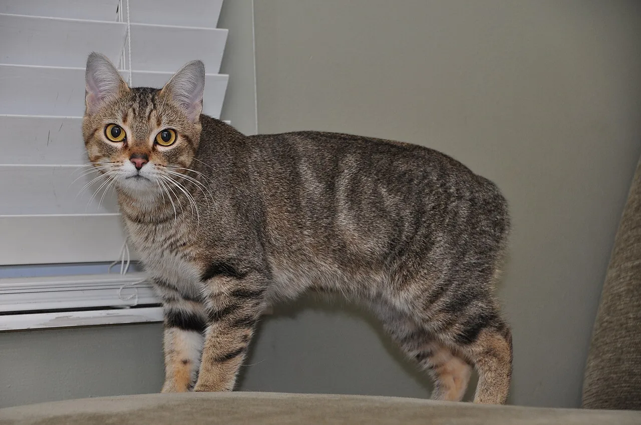 Foto de Manx
