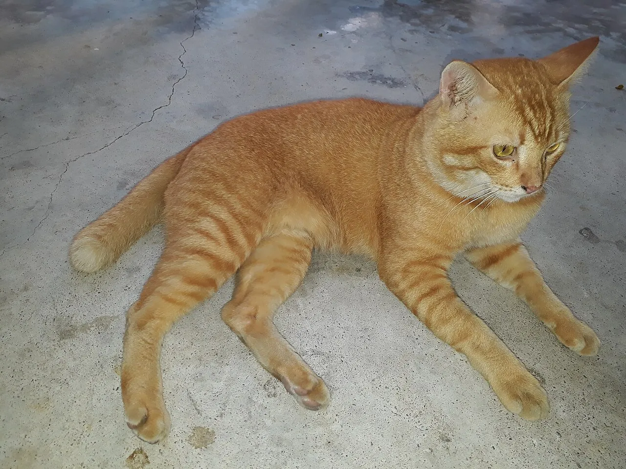 Gato naranja recostado en el suelo con la mirada apartada y aire decaído