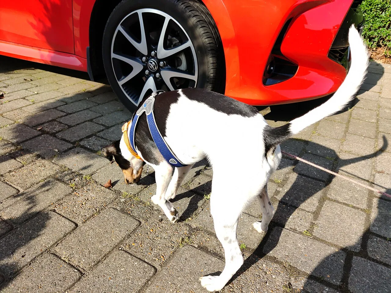 Mi perro comió veneno: qué hacer minuto a minuto