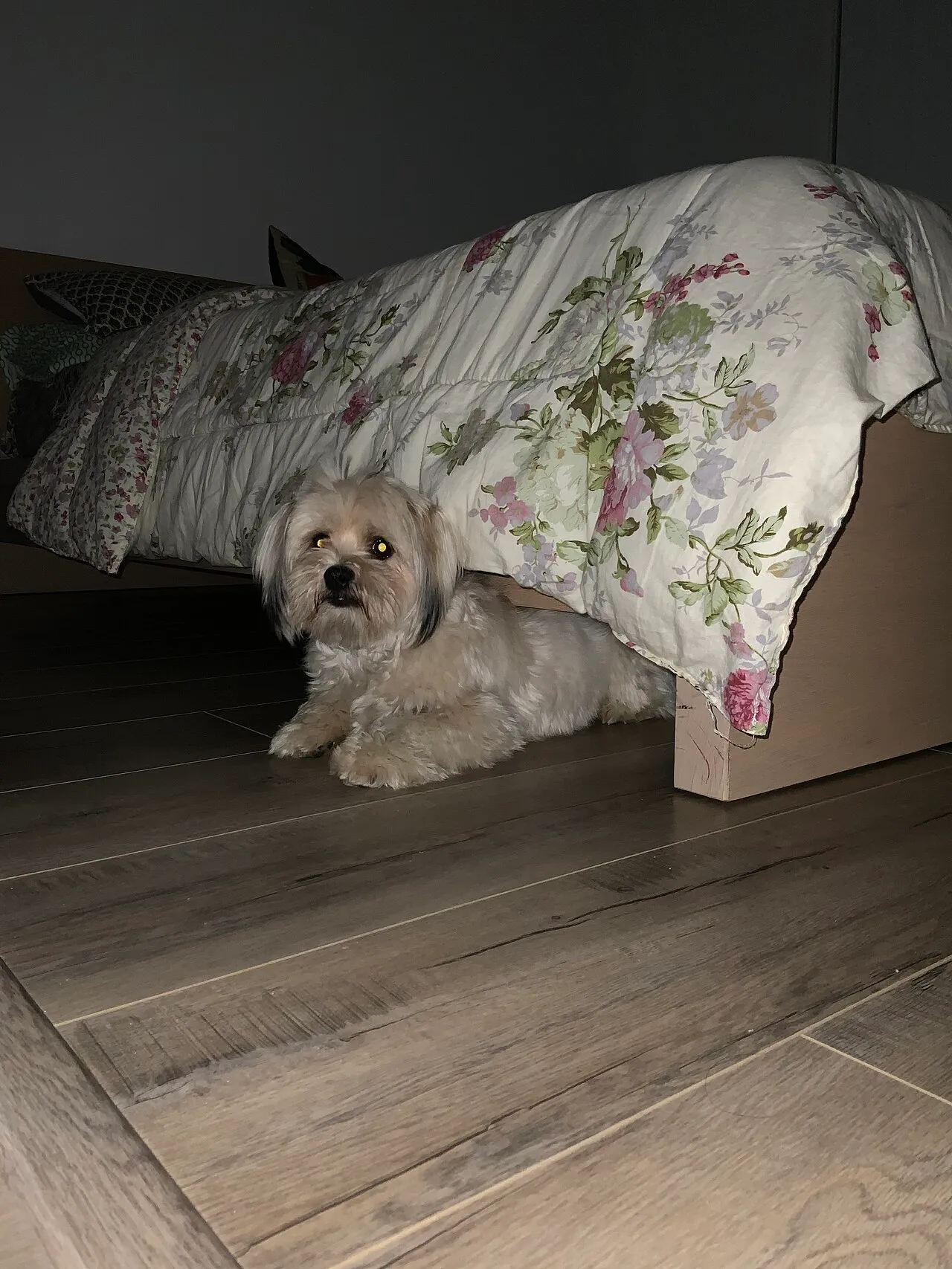 Mi perro le tiene miedo a los cohetes: guía para fiestas mexicanas