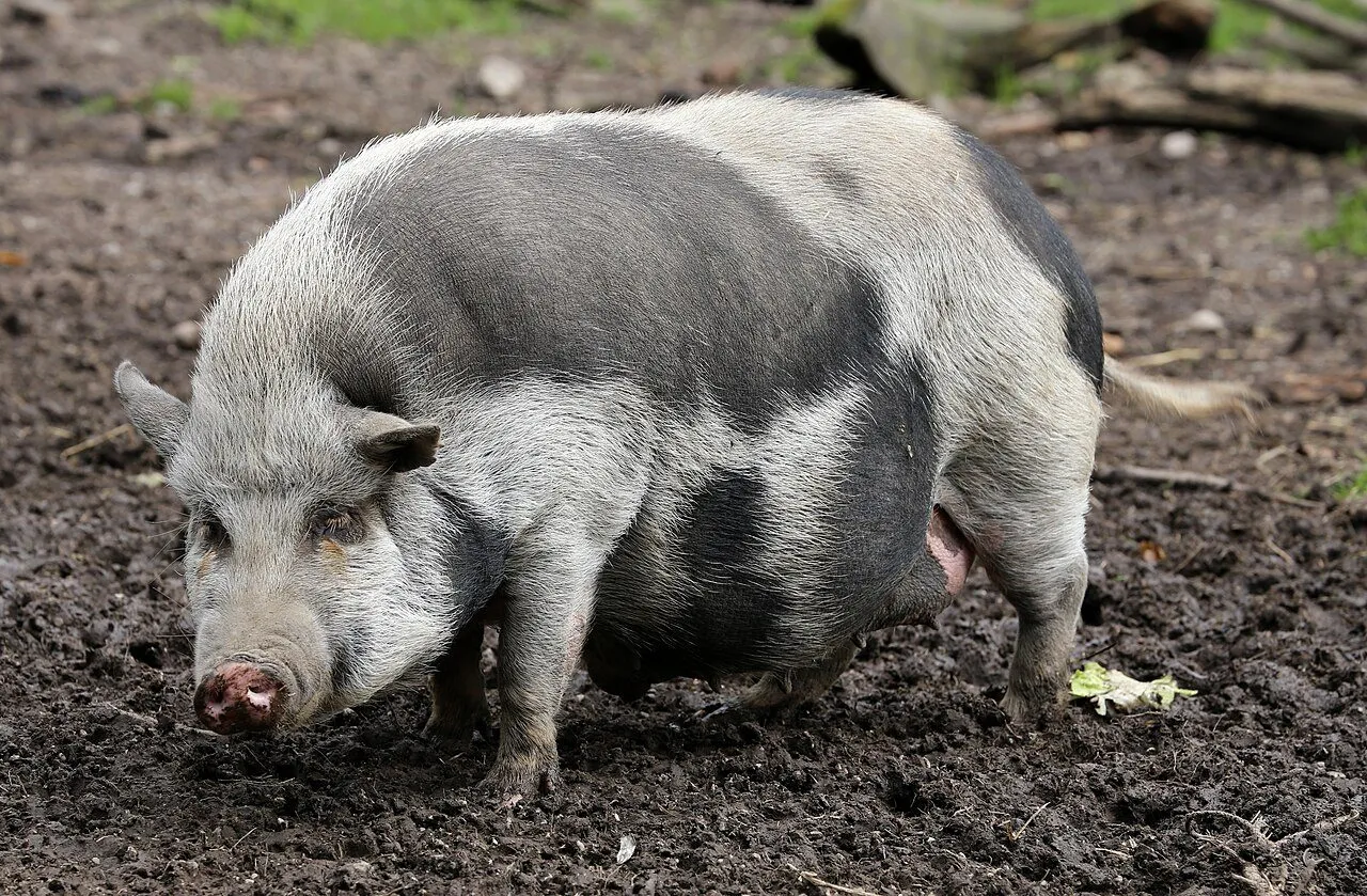 Foto de Mini Pig