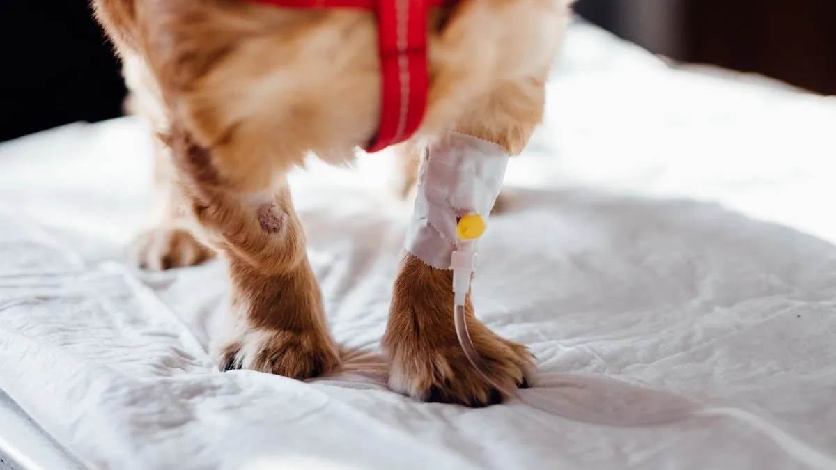 Moquillo en perros: síntomas, contagio y prevención