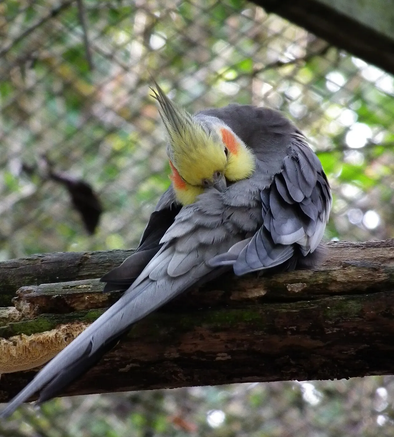 Ninfa acicalándose las plumas del pecho posada sobre una rama del aviario