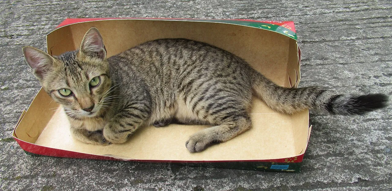 Mudanza con mascota: cómo cambiar de casa sin estresar a tu perro o gato