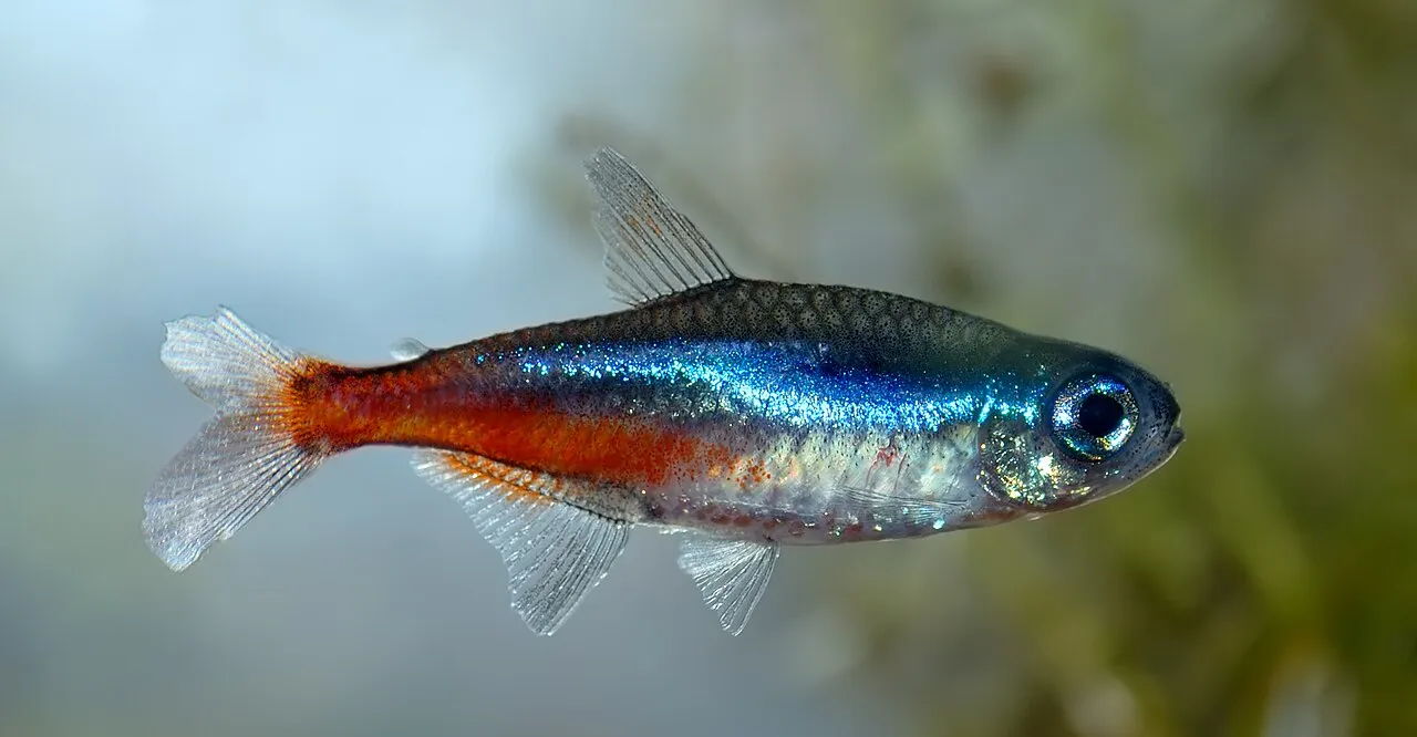Foto de Tetra Neón