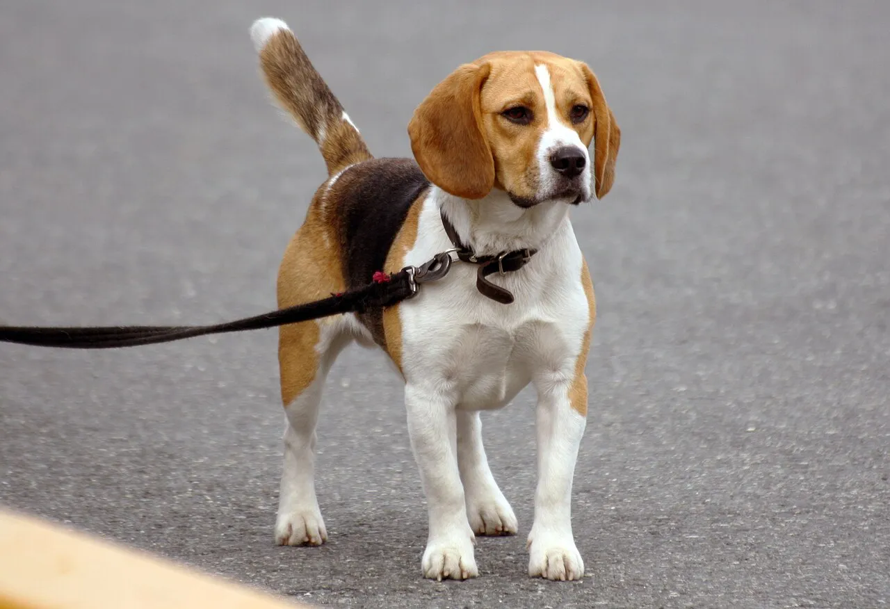 Beagle tricolor con correa durante un paseo: el ejercicio diario es clave para mantener el peso ideal