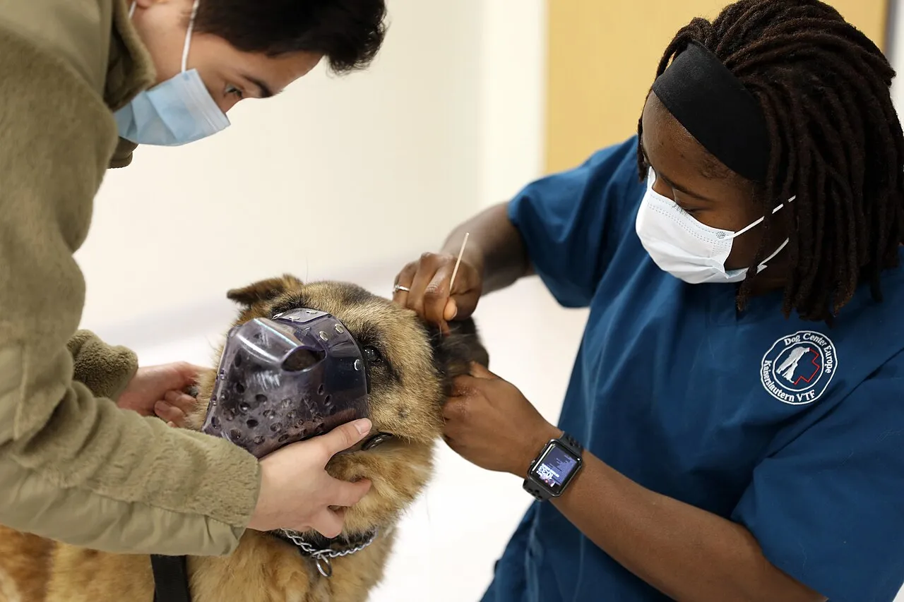 Veterinaria limpiando con un hisopo el oído de un pastor alemán durante una revisión de rutina