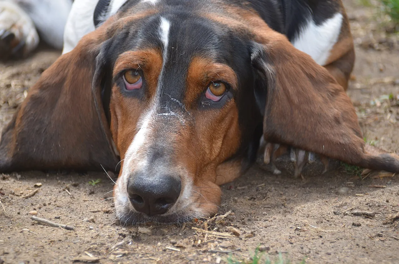 Otitis en perros: síntomas y tratamiento