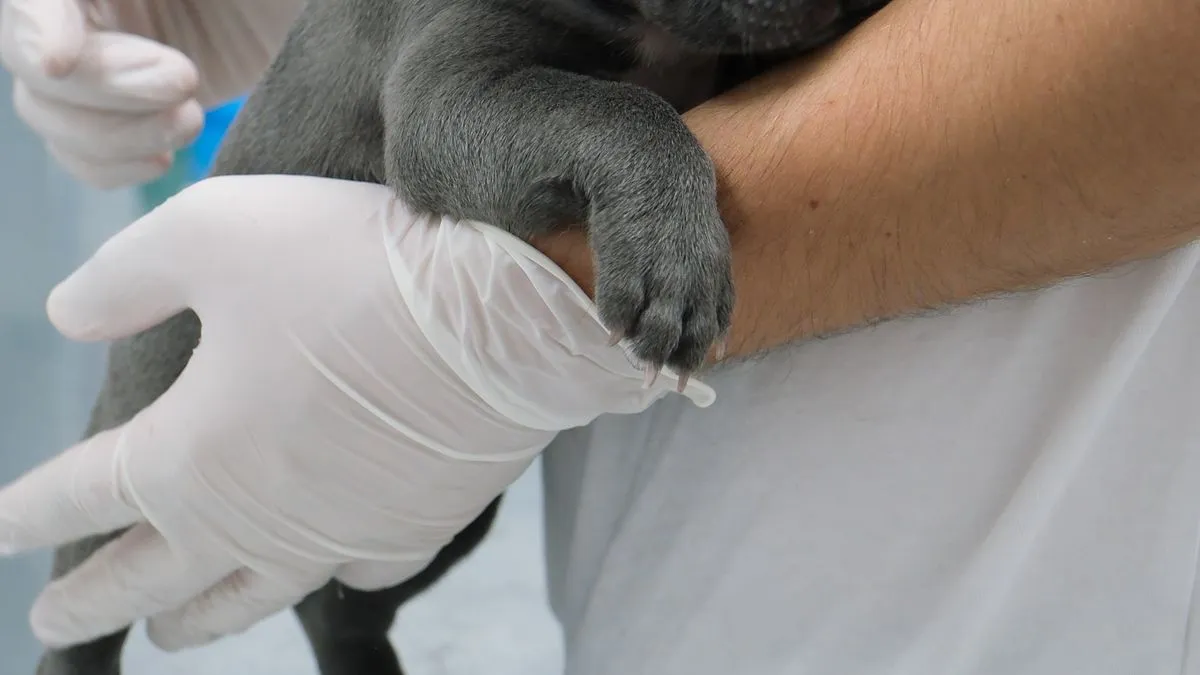 Parvovirus en perros: síntomas, contagio y tratamiento