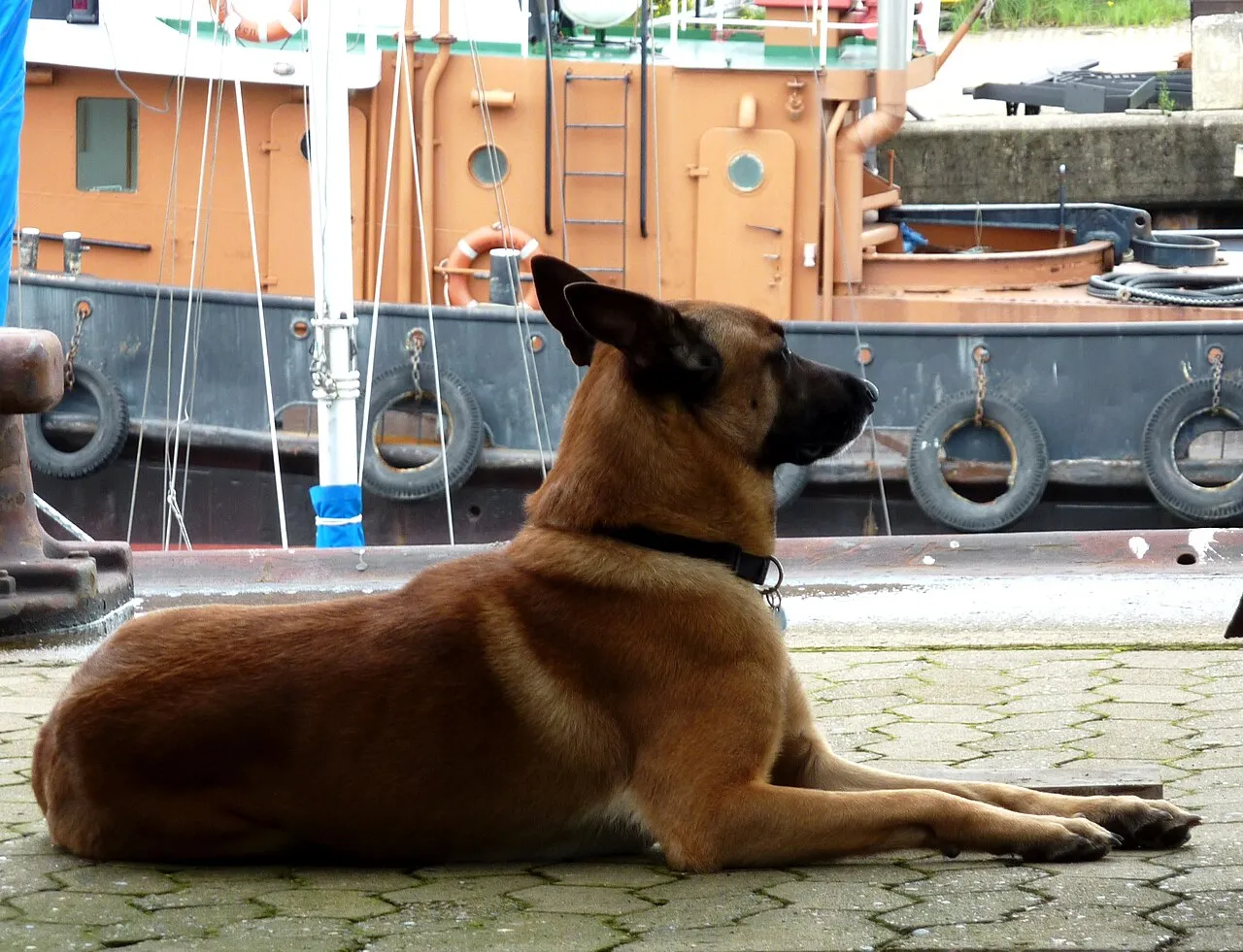 Foto de Pastor Belga Malinois