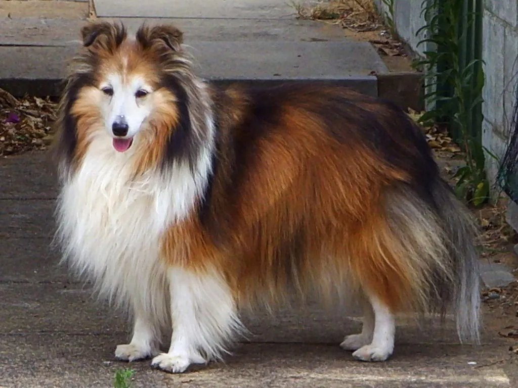 Foto de Pastor de Shetland