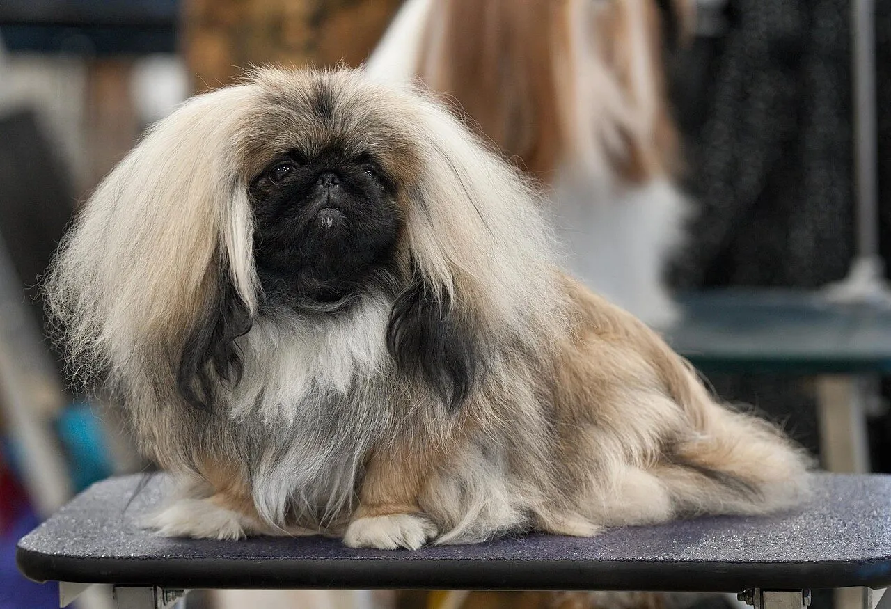 Foto de Pekinés