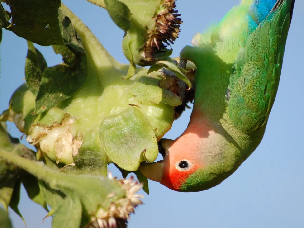 Agapornis verde de cara rosada comiendo semillas de un girasol al aire libre